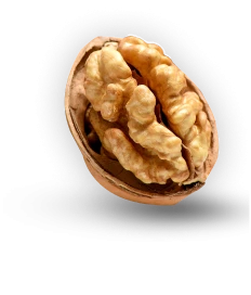Walnut
